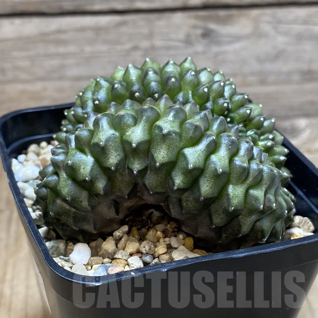 SH4149 Gymnocalycium mihanovichii 'inermis' f. cristata - Image 2