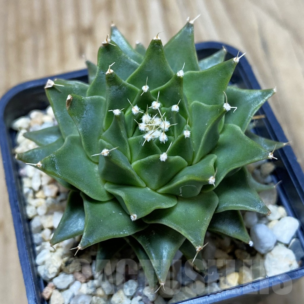 SH4311 Obregonia denegrii, seedling