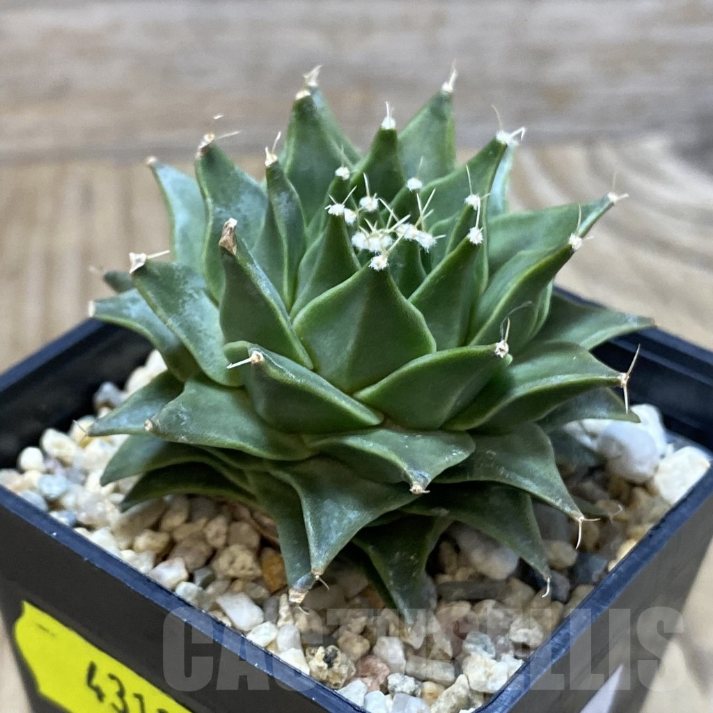 SH4311 Obregonia denegrii, seedling - 画像 (2)