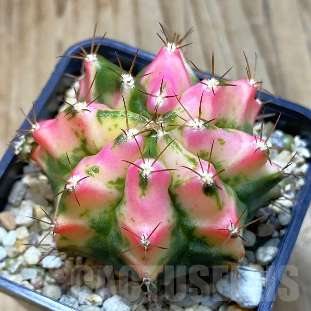 SH4773 Gymnocalycium mihanovichii ‘Tulip’