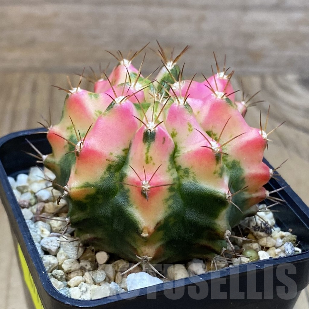 SH4773 Gymnocalycium mihanovichii ‘Tulip’ - Image 2