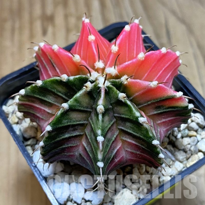 SH4774 Gymnocalycium friedrichii LB f. variegata, seedling