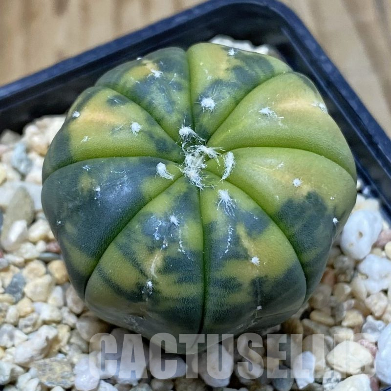 SH4792 Astrophytum asterias f. variegata