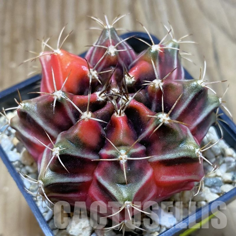 SH4902 Gymnocalycium mihanovichii f. variegata, seedling