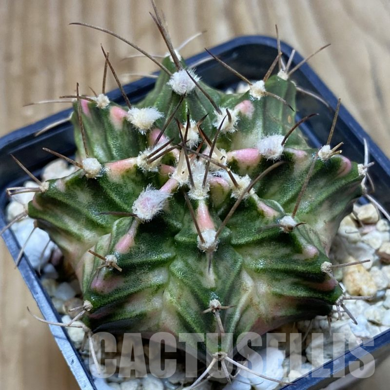 SH4903 Gymnocalycium mihanovichii f. variegata, seedling