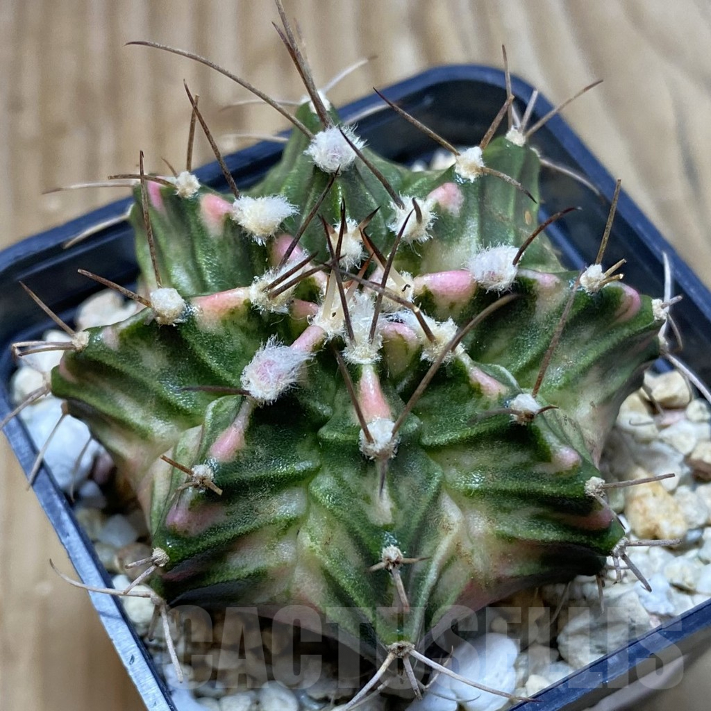 SH4903 Gymnocalycium mihanovichii f. variegata, seedling