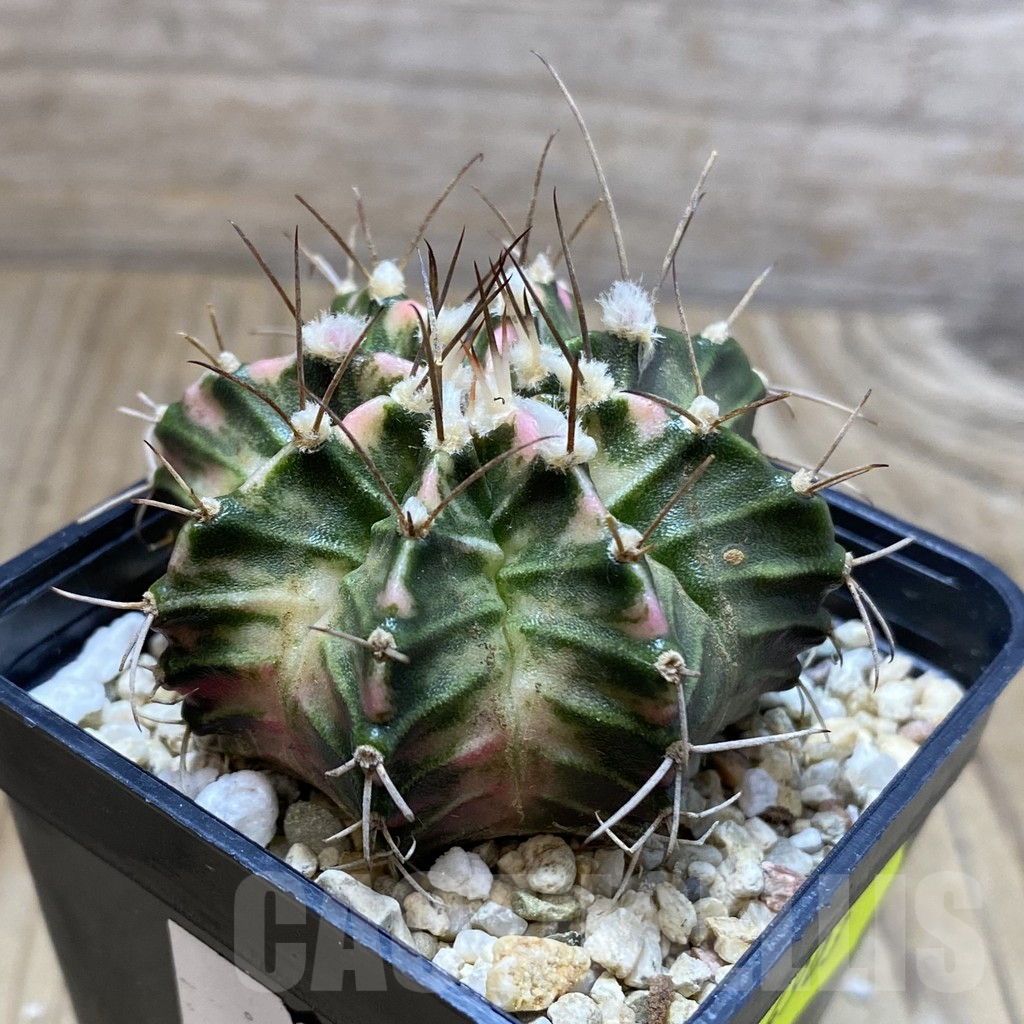 SH4903 Gymnocalycium mihanovichii f. variegata, seedling - Image 2