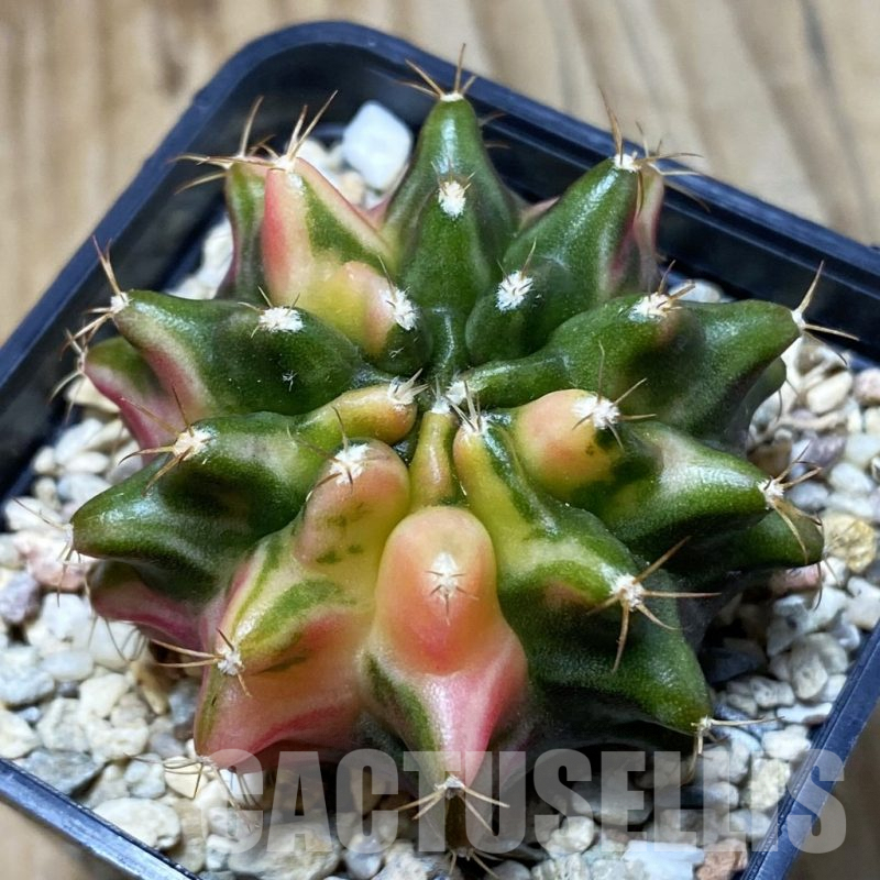 SH4916 Gymnocalycium mihanovichii ‘Transformer’ hybrid f. variegata, seedling