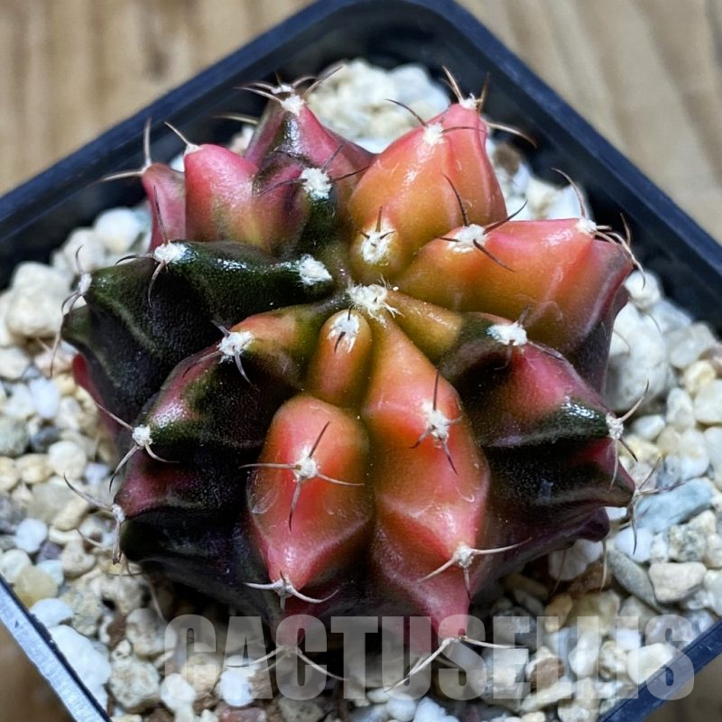 SH4917 Gymnocalycium mihanovichii ‘Transformer’ f. variegata, seedling