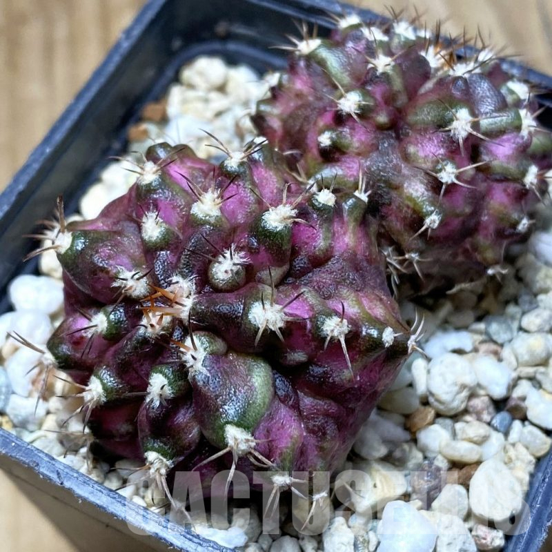 SH4879 Gymnocalycium mihanovichii 'T-Lux'