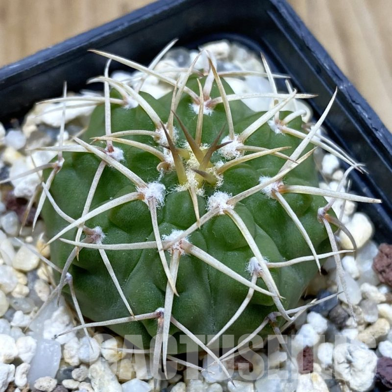 SH4887 Gymnocalycium ochoterenae v. albispinum