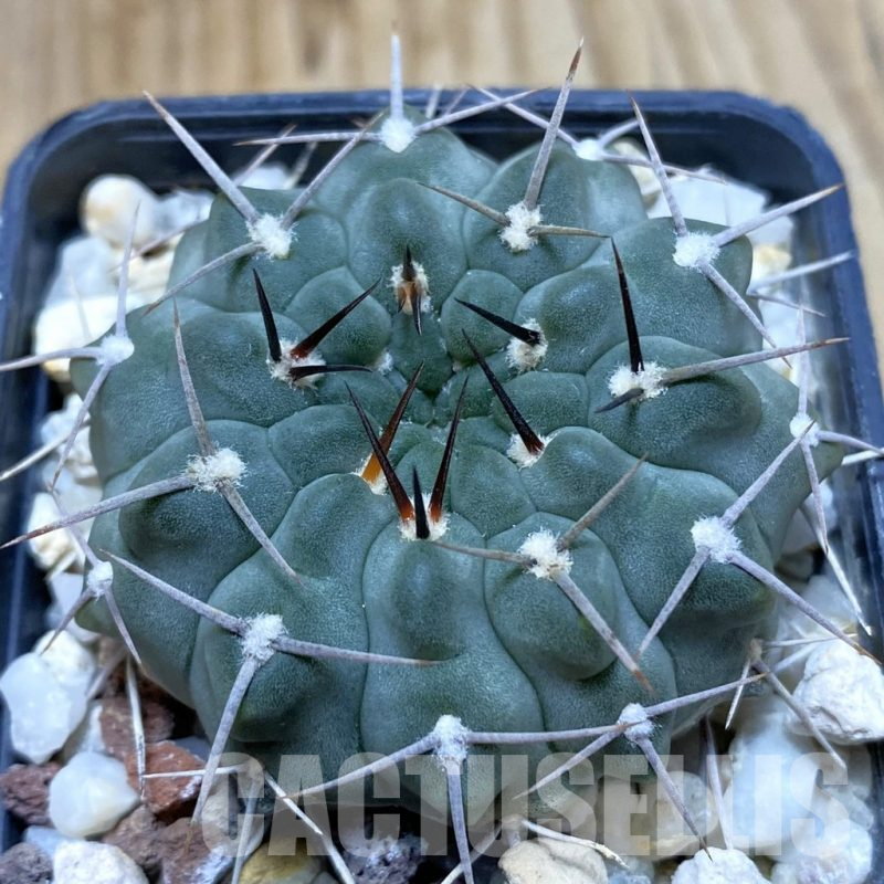 SH4888 Gymnocalycium intertextum, long spines