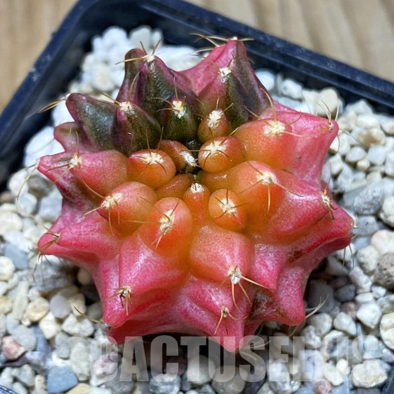 SH5024 Gymnocalycium mihanovichii ‘Transformer’ f. variegata hybrid, seedling