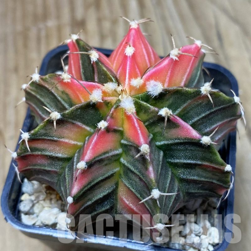 SH5043 Gymnocalycium friedrichii LB f. variegata, seedling