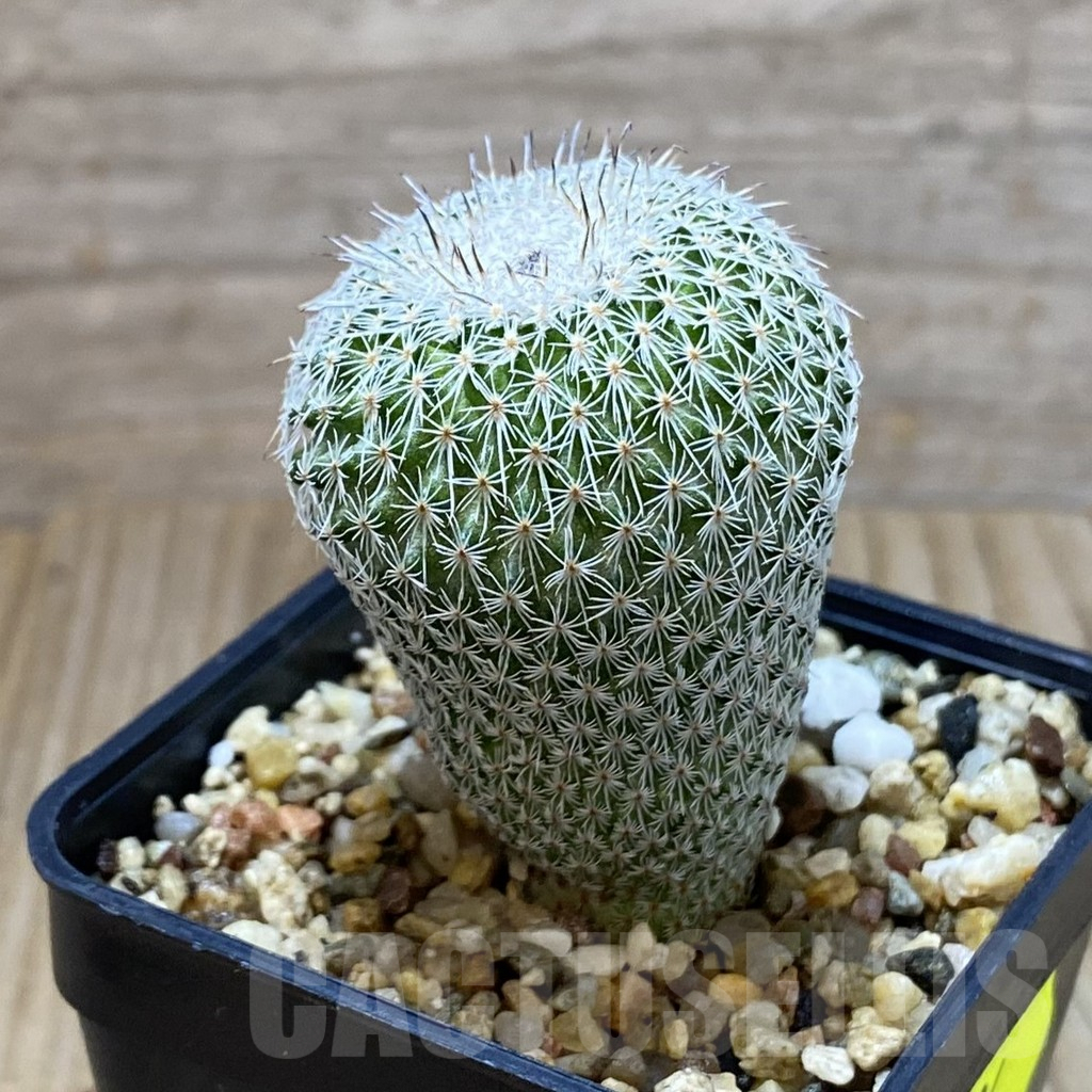 SH5184 Epithelantha micromeris v. unguispina - Image 2