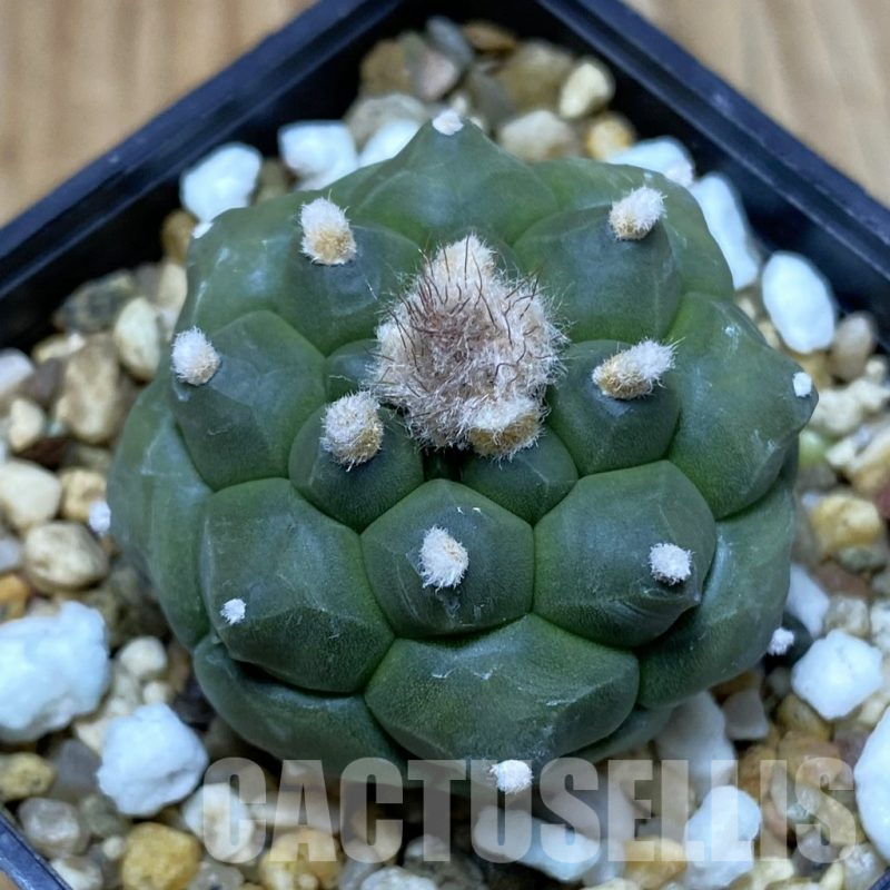 SH5196 Astrophytum asterias ‘Kikko’