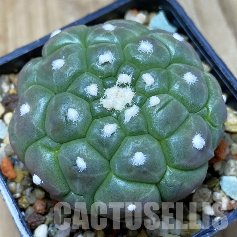 VVG5198 Astrophytum asterias ‘Kikko Lizard Skin’