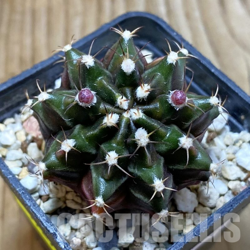 SH5729 Gymnocalycium mihanovichii ‘Sepia’ hybrid, seedling