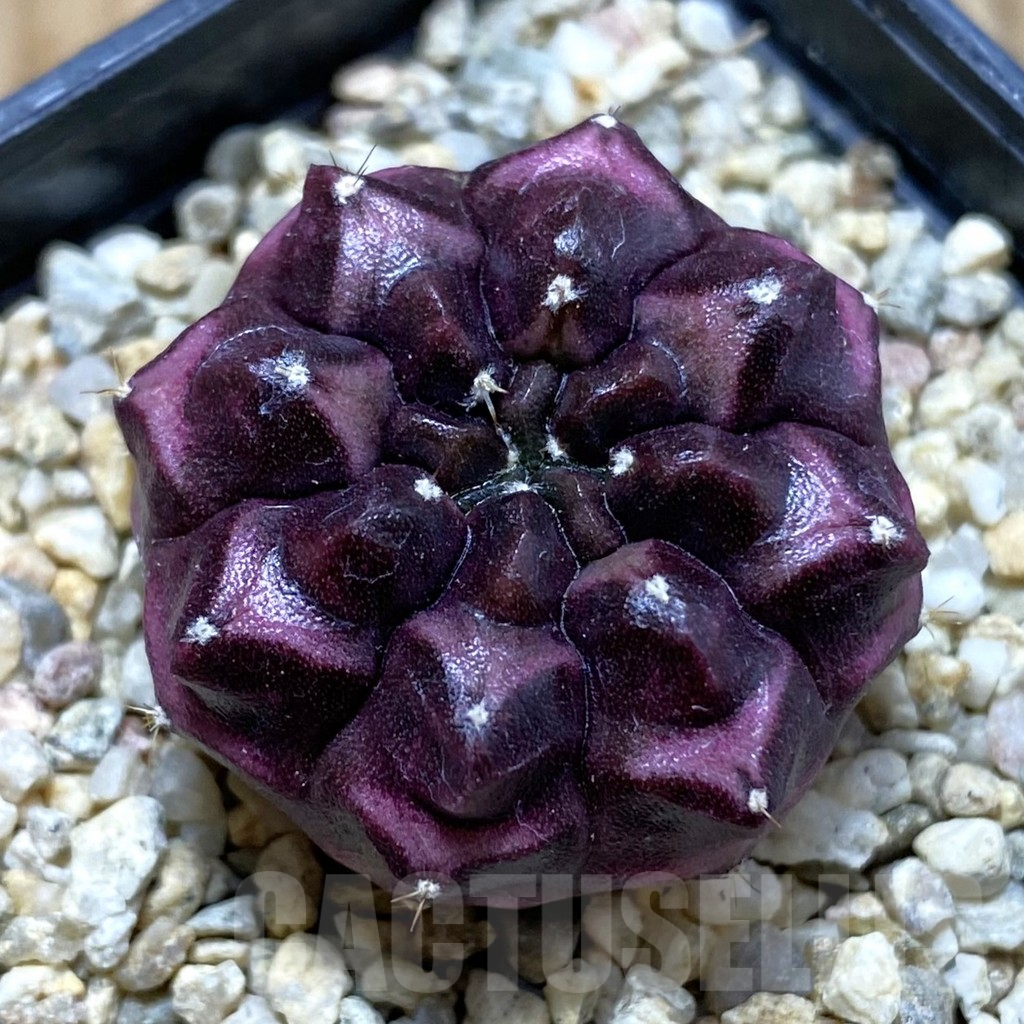 SH5731 Gymnocalycium mihanovichii ‘Day Dream’, seedling