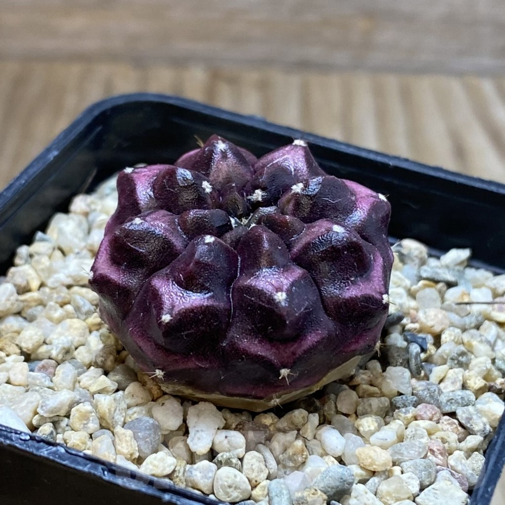 SH5731 Gymnocalycium mihanovichii ‘Day Dream’, seedling - Image 2