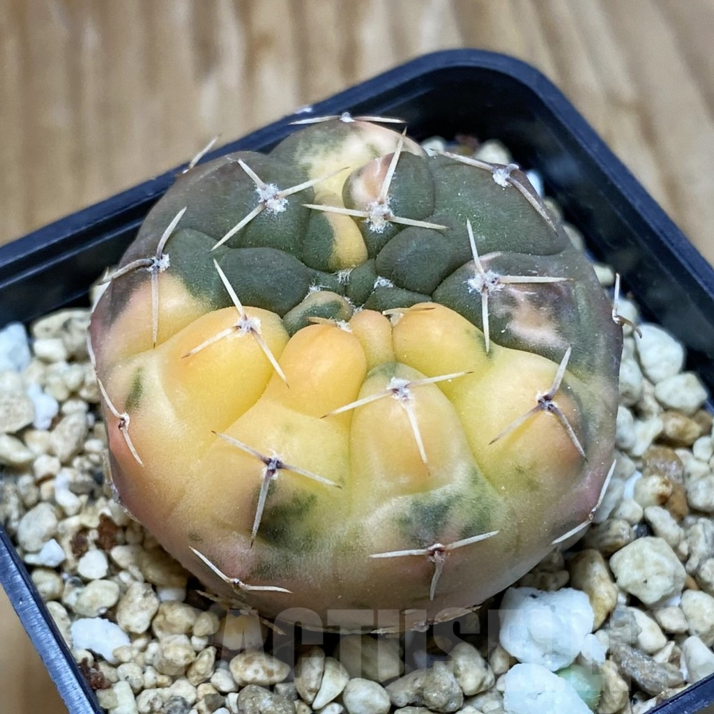 SH8378 Gymnocalycium stellatum f. variegata, seedling