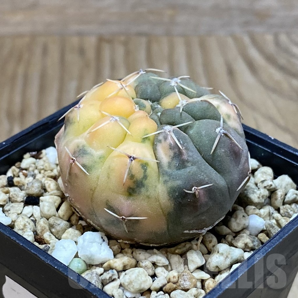 SH8378 Gymnocalycium stellatum f. variegata, seedling - Image 2