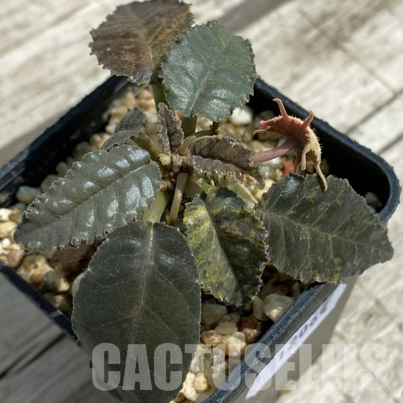 SH12064 Dorstenia hybrid f. variegata