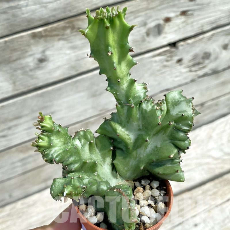 SH12075 Euphorbia lactea f. cristata
