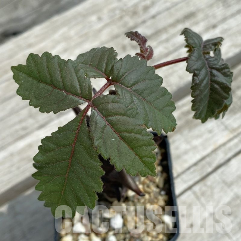 SH12077 Beiselia mexicana