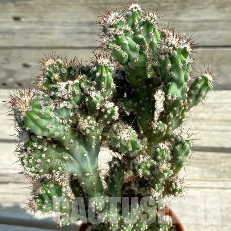 SH13493 Cereus peruvianus f. mostruosa