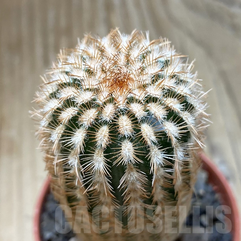SH15118 Echinocereus reichenbachii v. minor