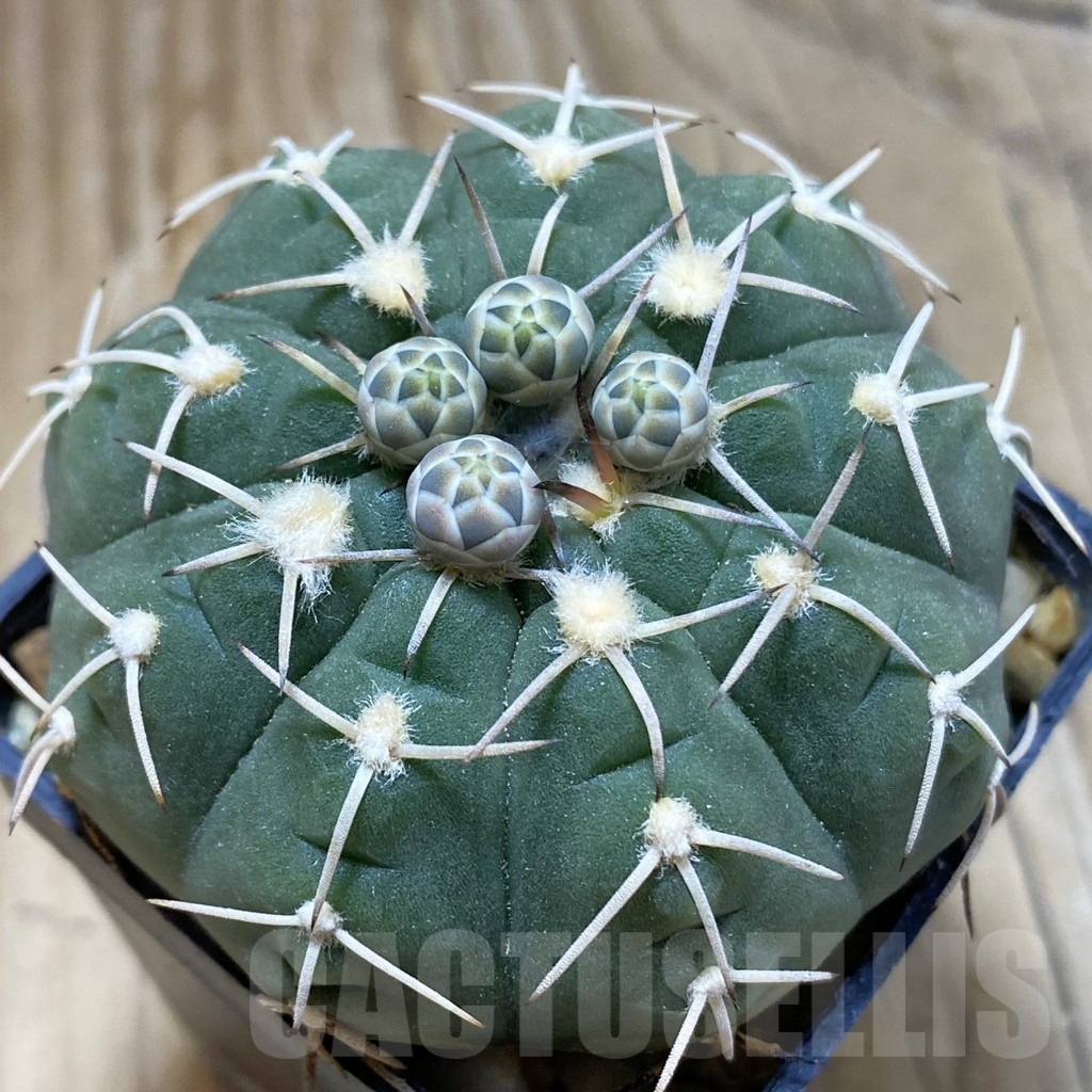 SH15153 Gymnocalycium triacanthum