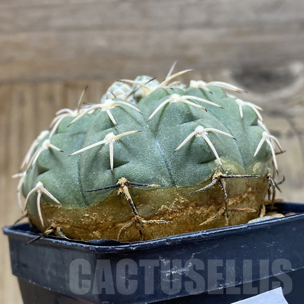 SH15153 Gymnocalycium triacanthum - Image 2