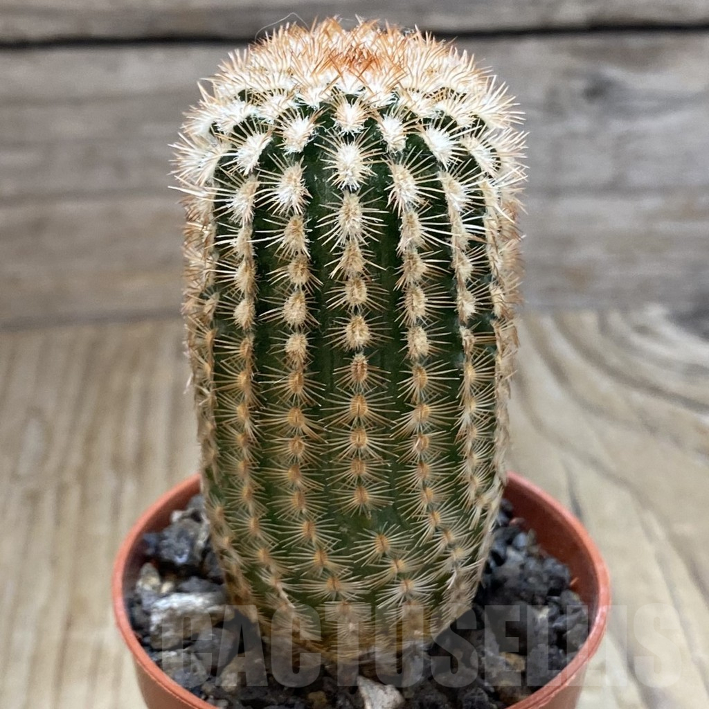 SH15118 Echinocereus reichenbachii v. minor – Bild 2