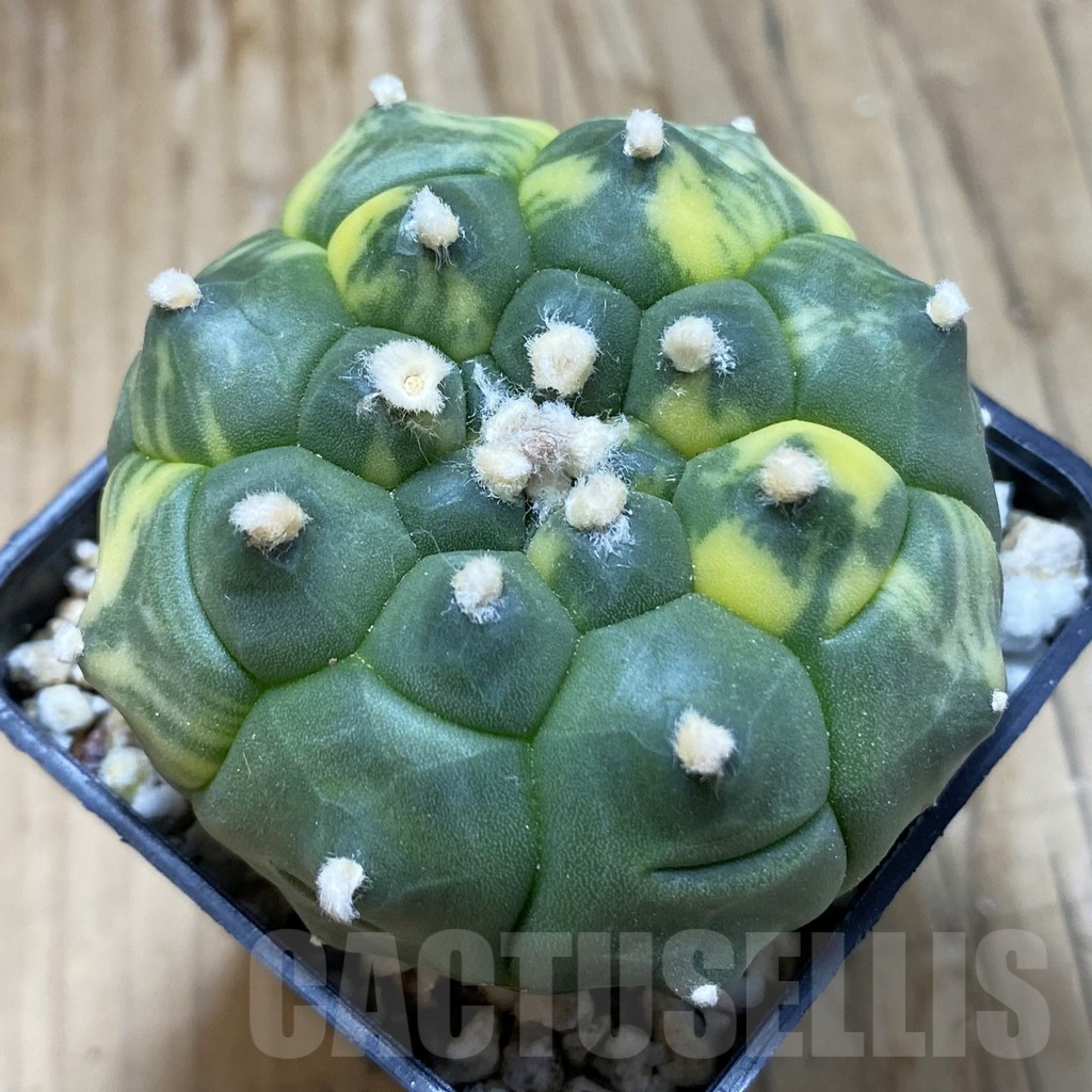 SH15157 Astrophytum asterias ‘Kikko’ f. variegata