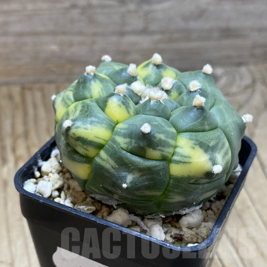 SH15157 Astrophytum asterias ‘Kikko’ f. variegata - Obrázek 2