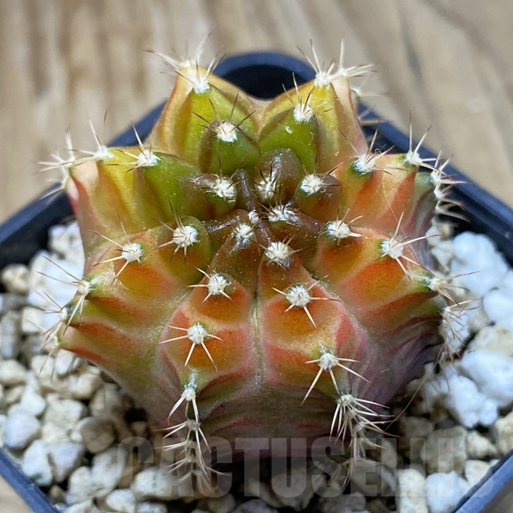 SH15159 Gymnocalycium mihanovichii ‘Neon’ hybrid, seedling