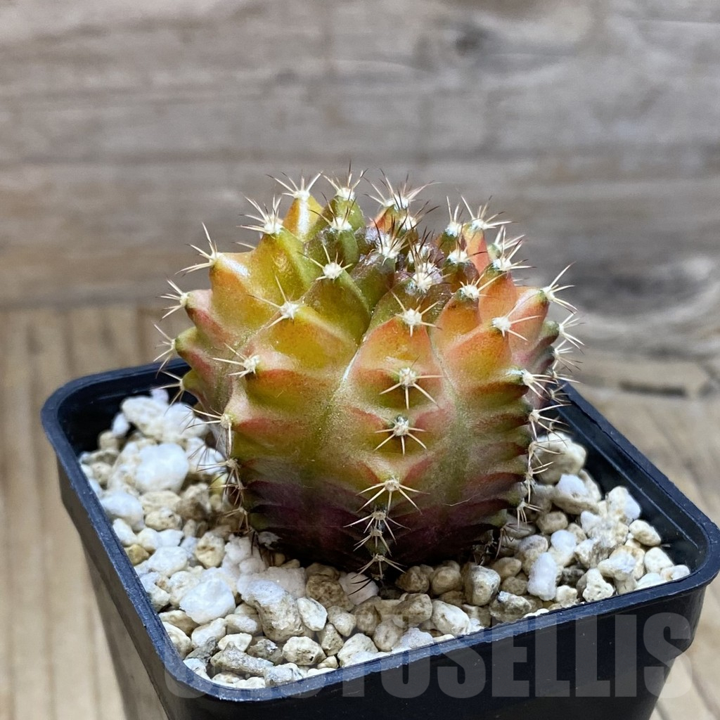 SH15159 Gymnocalycium mihanovichii ‘Neon’ hybrid, seedling - Obrázek 2