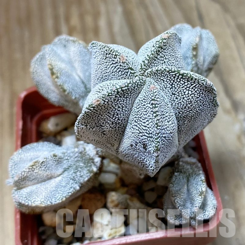 SH15119 Astrophytum myriostigma ‘Onzuka’