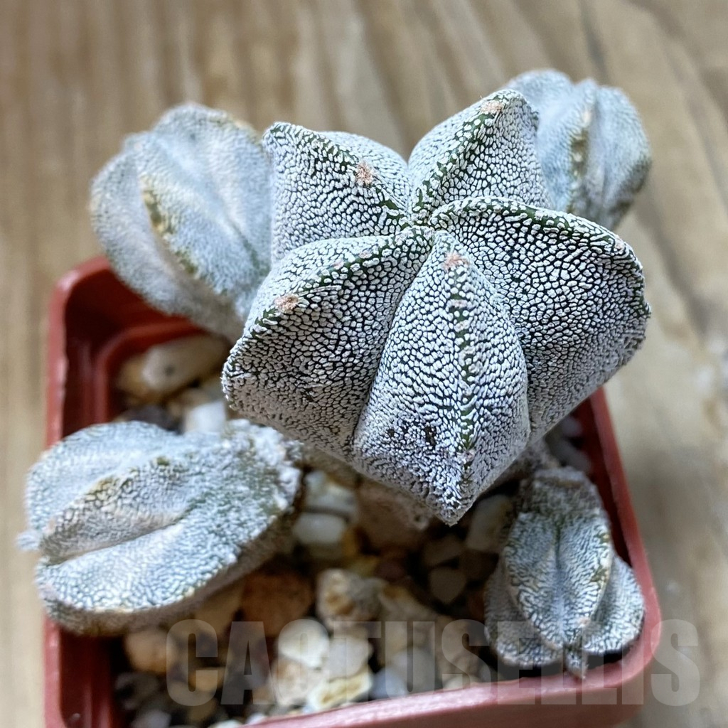 SH15119 Astrophytum myriostigma ‘Onzuka’