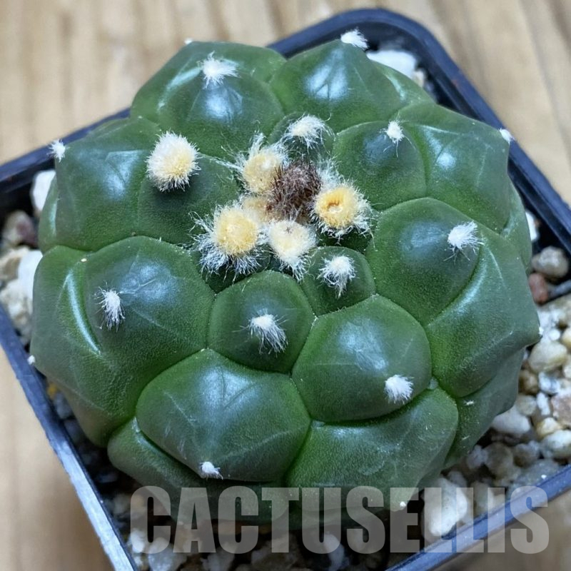 SH15162 Astrophytum asterias ‘Kikko’