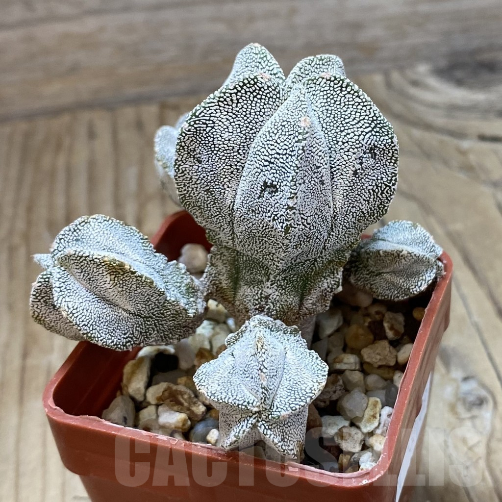SH15119 Astrophytum myriostigma ‘Onzuka’ - Image 2