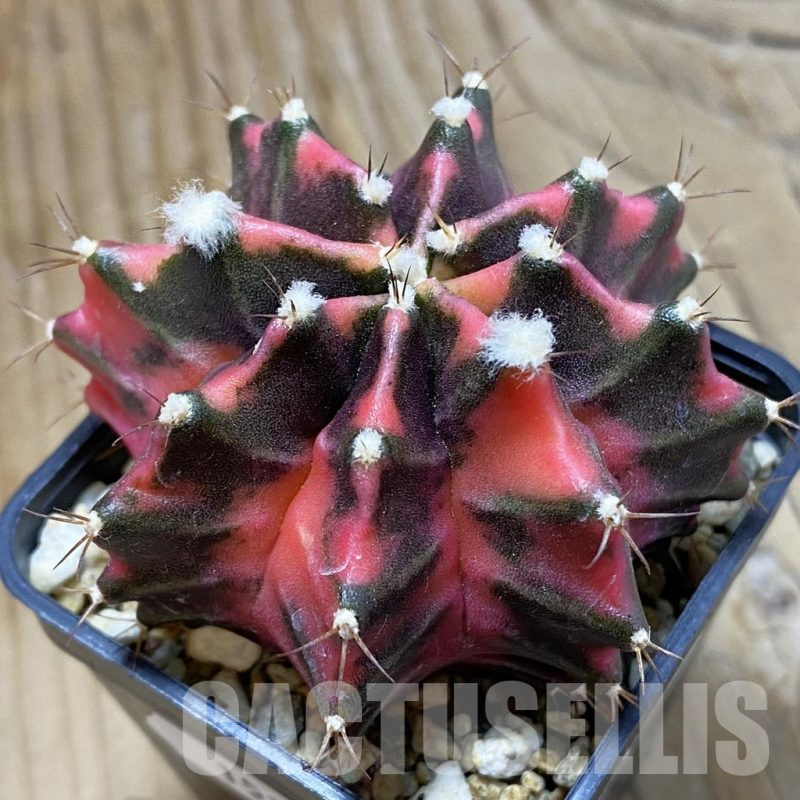 SH15175 Gymnocalycium mihanovichii f. variegata, seedling