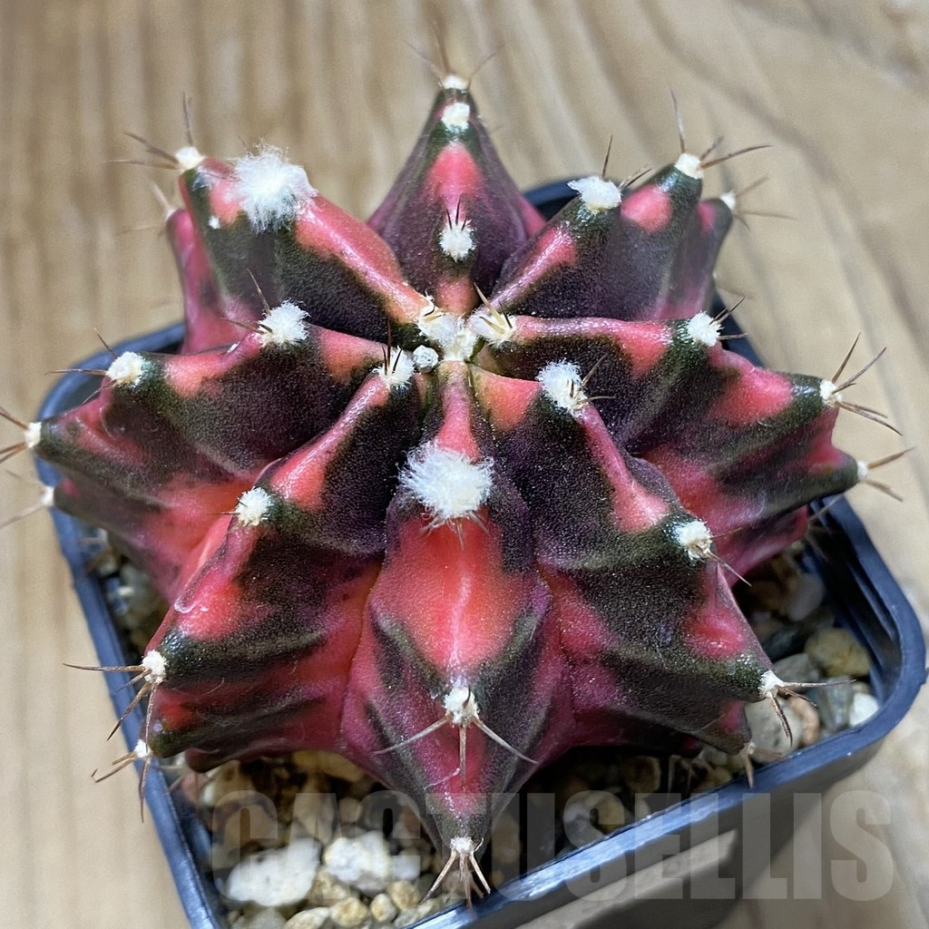 SH15175 Gymnocalycium mihanovichii f. variegata, seedling - Image 2