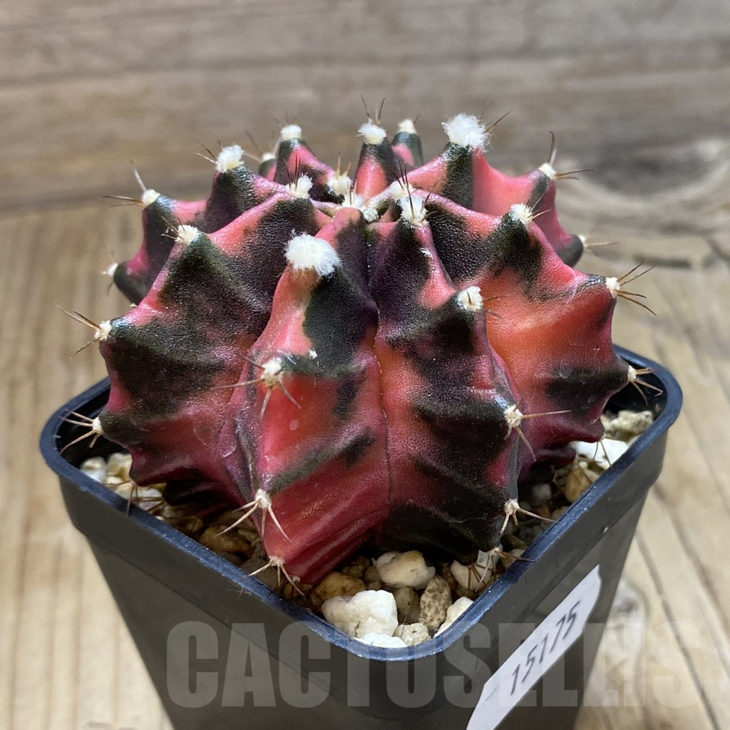 SH15175 Gymnocalycium mihanovichii f. variegata, seedling - Image 3