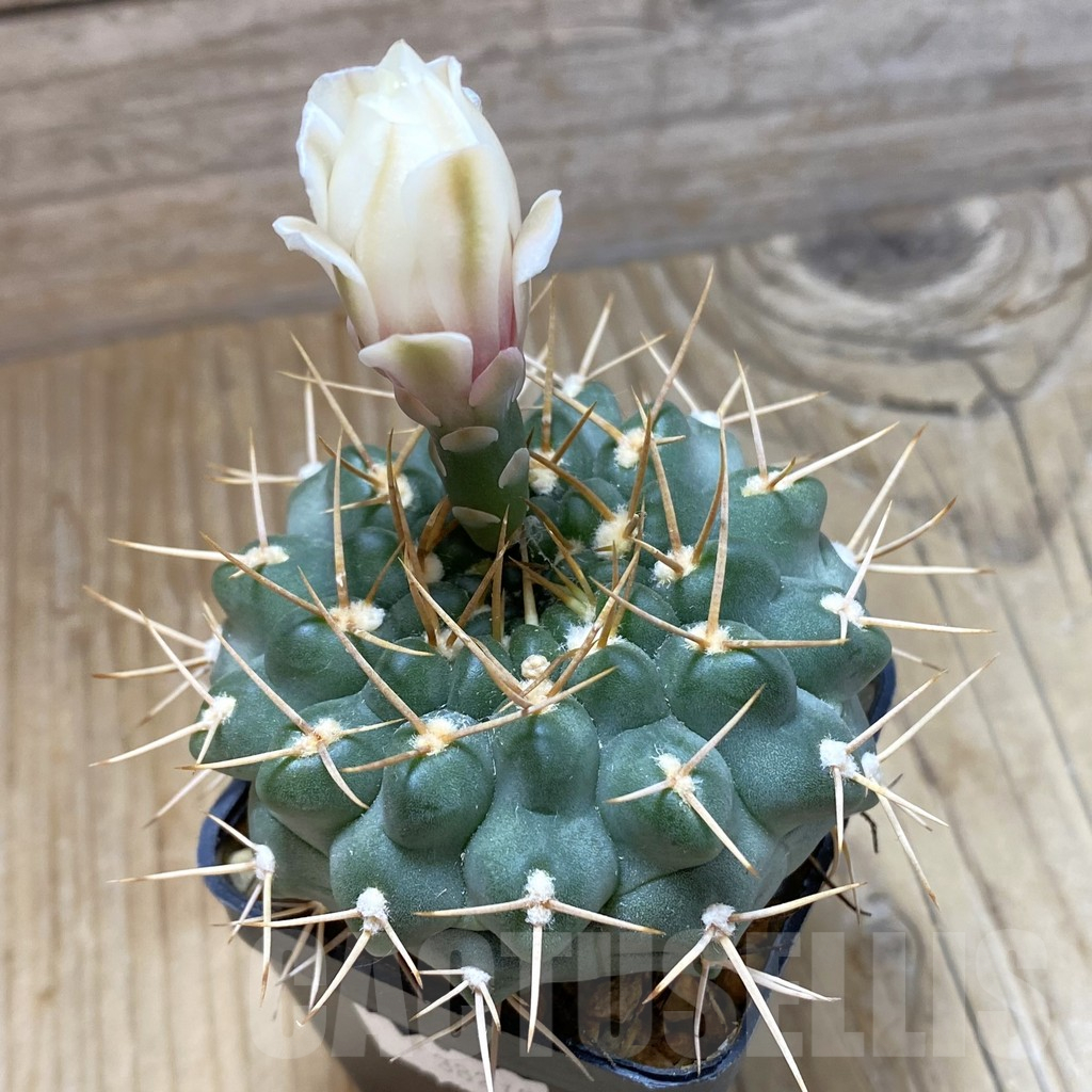 SH15115 Gymnocalycium intertextum long spines TOM 12-560/3
