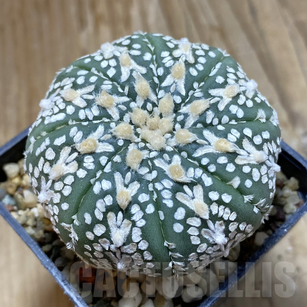 SH15121 Astrophytum asterias ‘Super Kabuto’ V-type