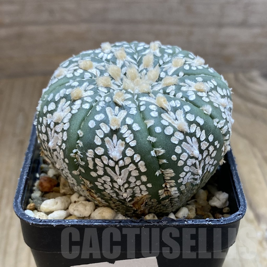 SH15121 Astrophytum asterias ‘Super Kabuto’ V-type - Imagen 2