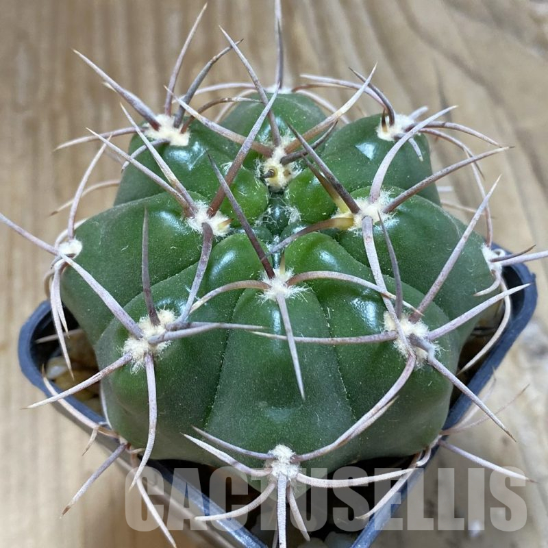 SH15123 Gymnocalycium orientale v. vikulovii