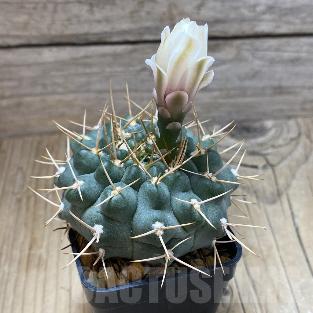 SH15115 Gymnocalycium intertextum long spines TOM 12-560/3 - Image 2